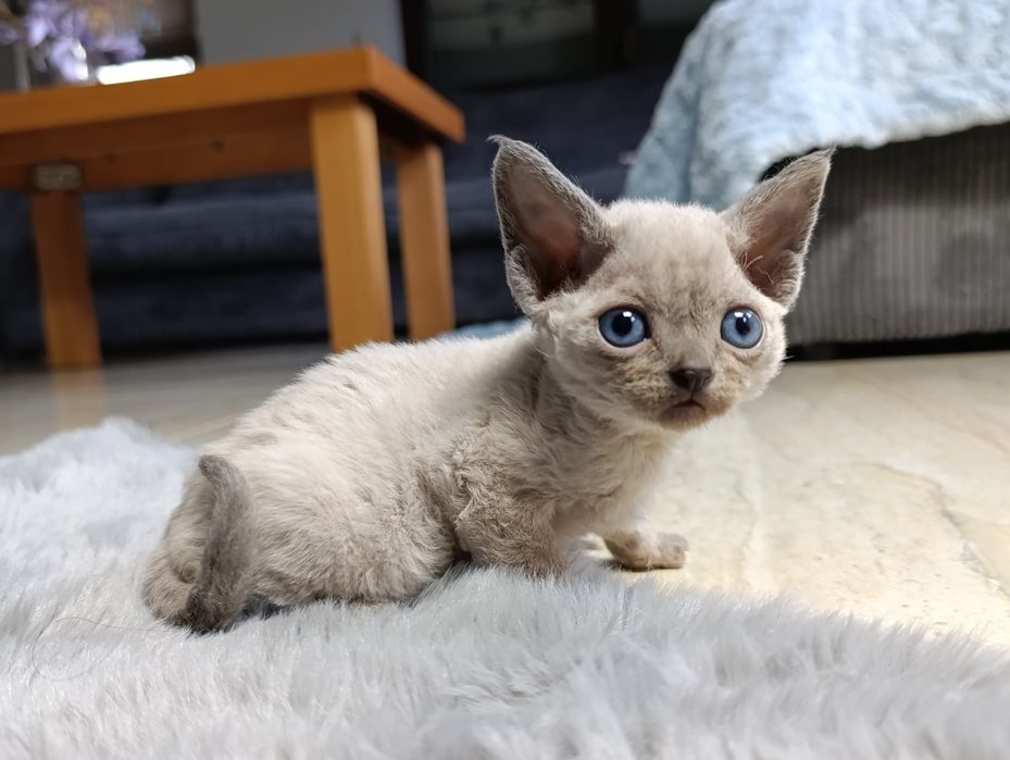 Kocurek Devon rex point rodowód FPL