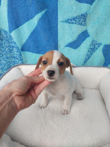 Jack russell terrier aktualne