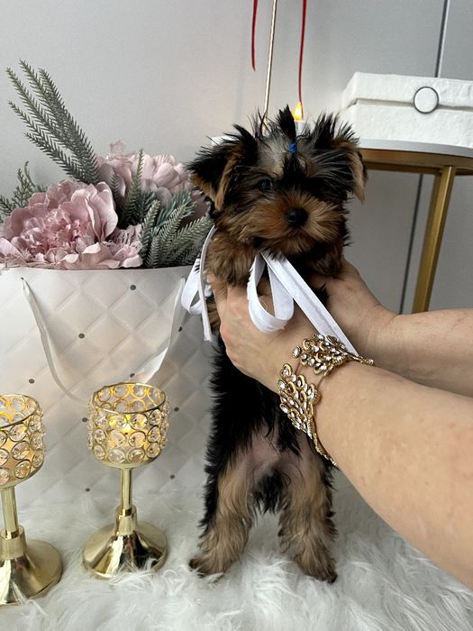 VIP Йорки  — Маленькі щастячка готові до переїзду