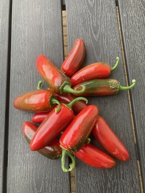 Papryka jalapeno czerwona 1kg