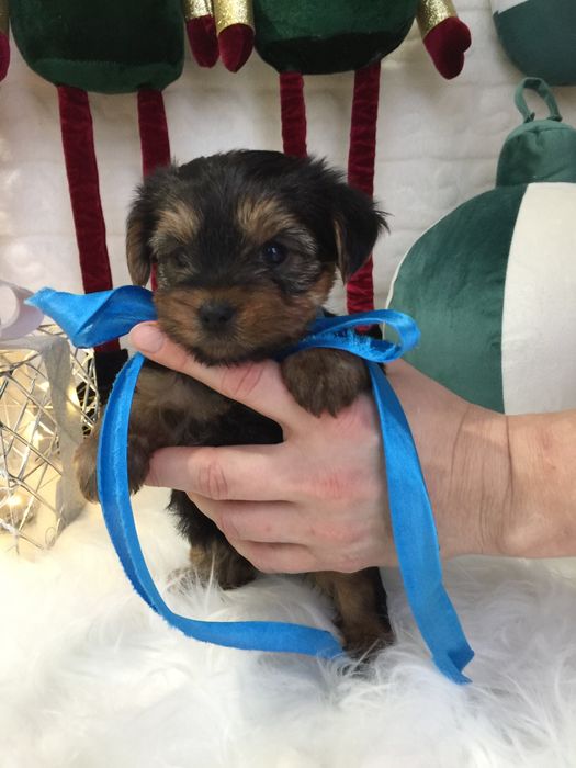 VIP Йорки — Ніжна шерсть, велике серце