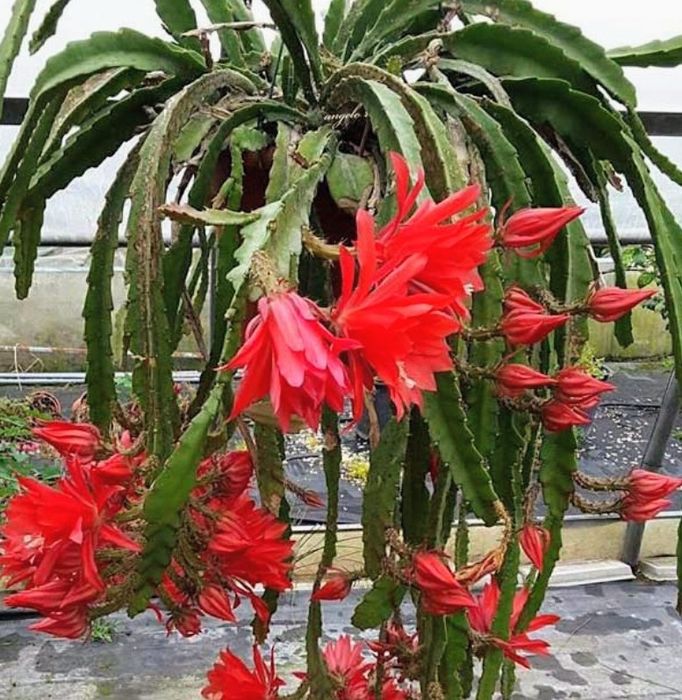 Kaktus wiszący Epiphyllum Red Tip ponad 60 cm