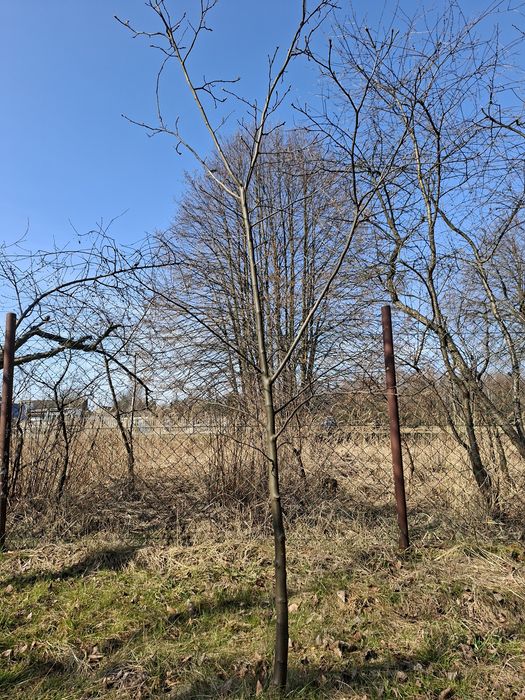 Pigwa sadzonka drzewko owocujące 2m