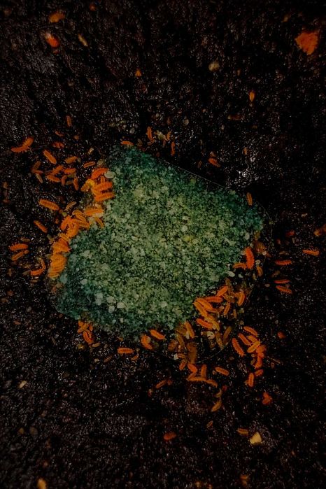 Colémbolos / Springtails (Equipa de Limpeza e Alimento Vivo)