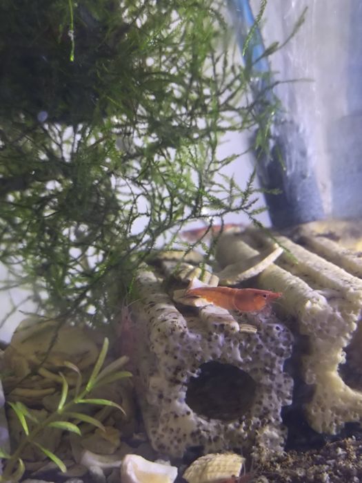 Neocaridina várias cores