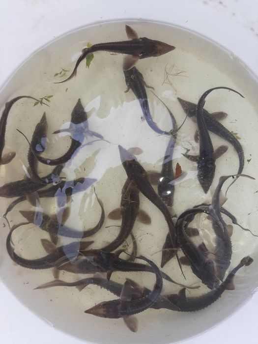 Ryby do oczek wodnych Karp Karaś Jesiotr Lin