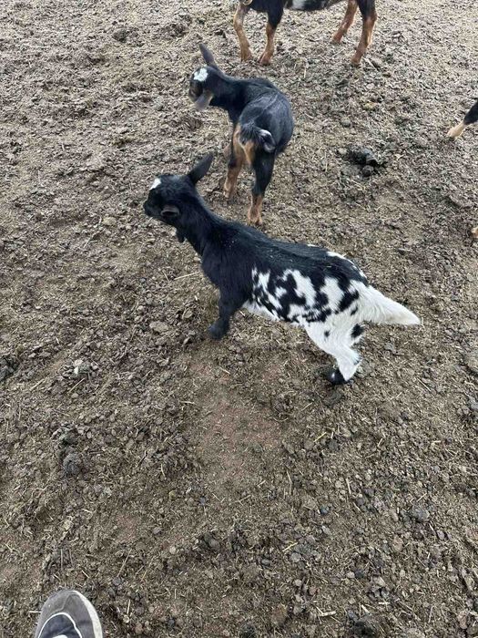 Камерунский козы карлики гномы