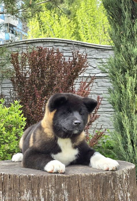 Американська акіта, документи