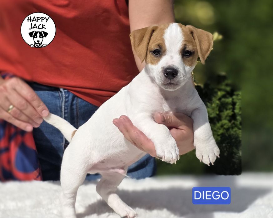 Jack Russell Terrier / piesek / gotowy do odbioru