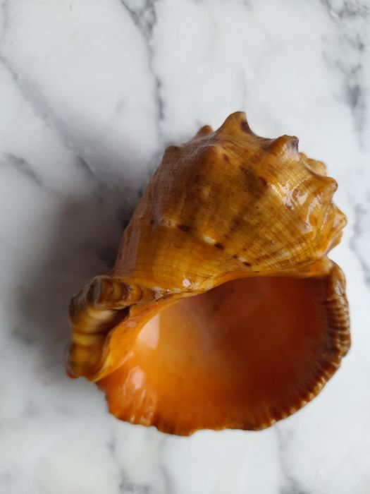 Сувениры ракушки.