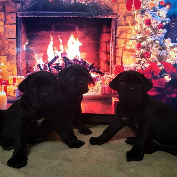 Супер красиві малюки Кане корсо, дівчптка та хлопчики.