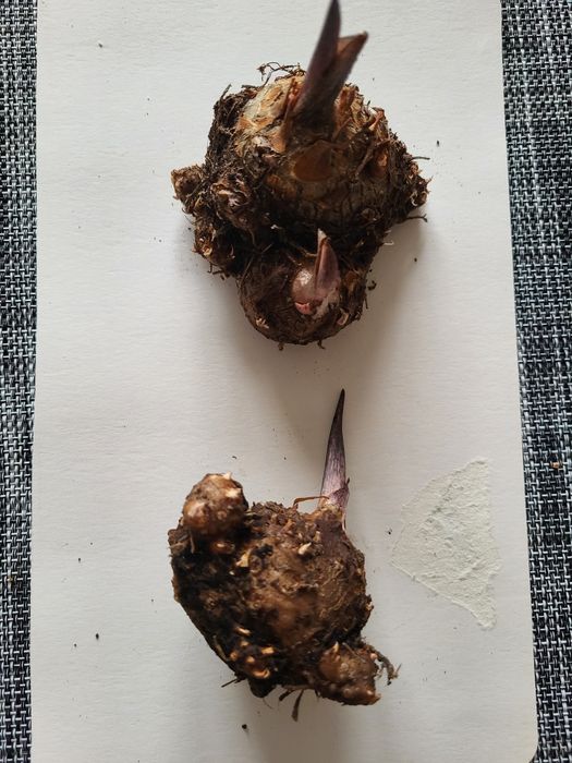 Луковицы каладиум