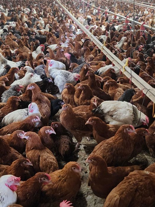 Kury nioski Rosa z pierwszym jajkiem. Dominant z wolnego wybiegu.Dowóz