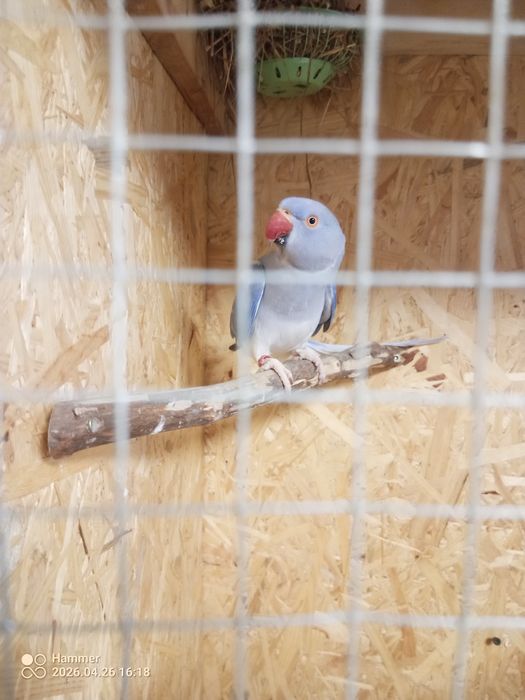 Aleksandretta obrozna