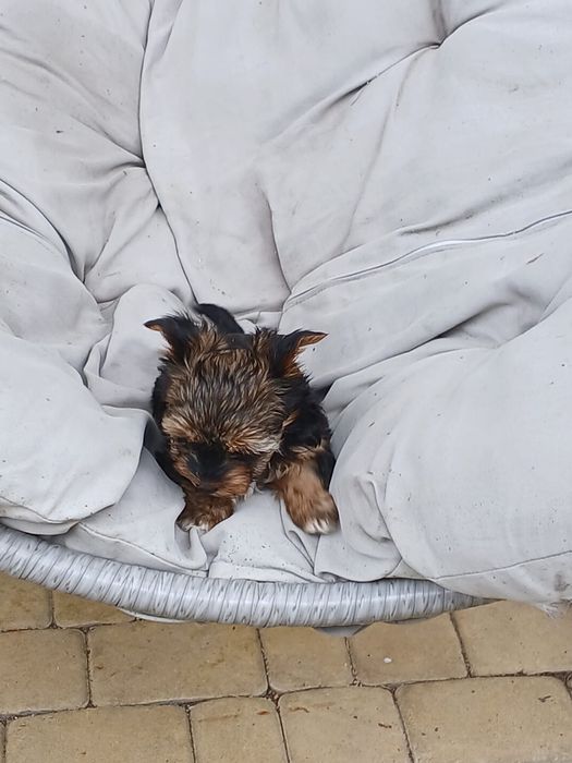 Yorkshire terrier śliczny piesek