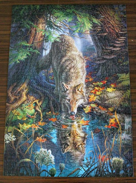 puzzle 1500 CASTORLAND wilk w lesie wolf in the wild 100% komplet