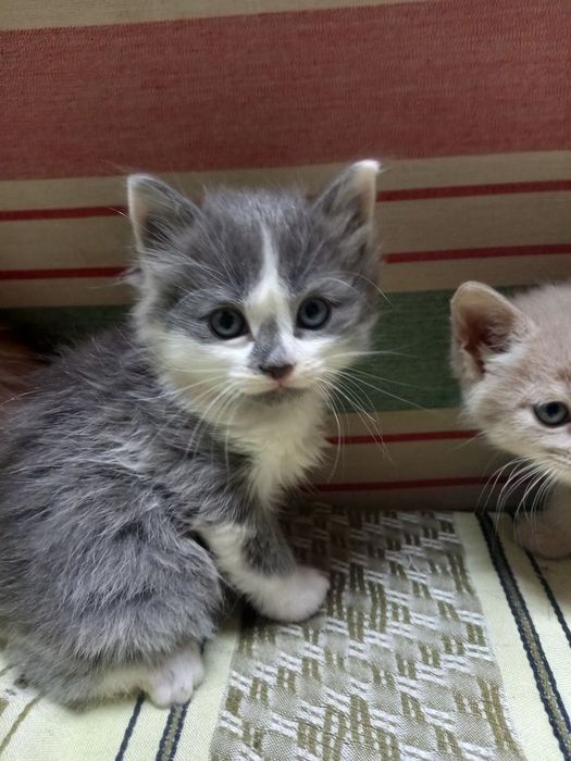 Милые котята в подарок.