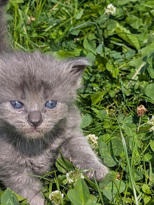 Віддам безкоштовно котиків