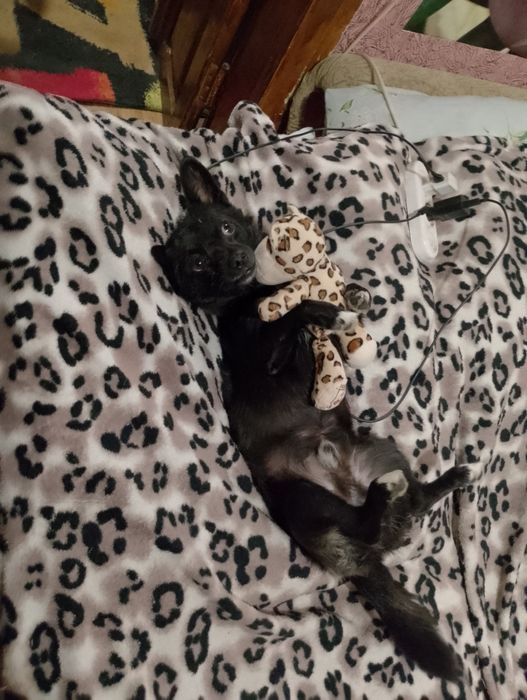 Вязка кабеля. Красавчик ищет сучечку)