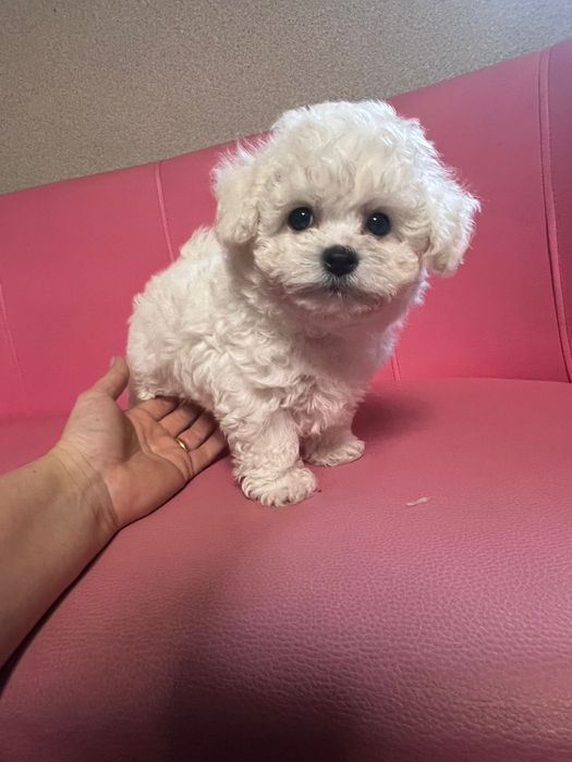 Bichon Frise suczka fci