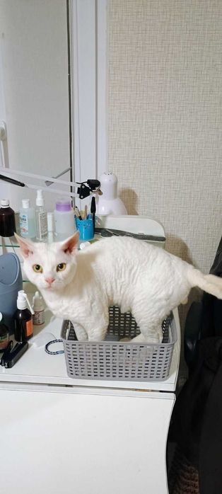 Девон рекс в'язка