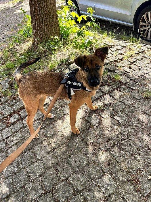Nala para Adoção Responsável