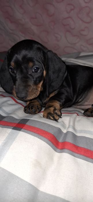 Щенки таксята сладкие булочки