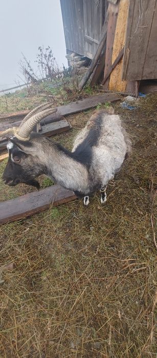 Продам козу породисту