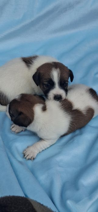 Jack Russell terrier z metryką