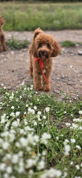 Cavapoo/ chłopczyk