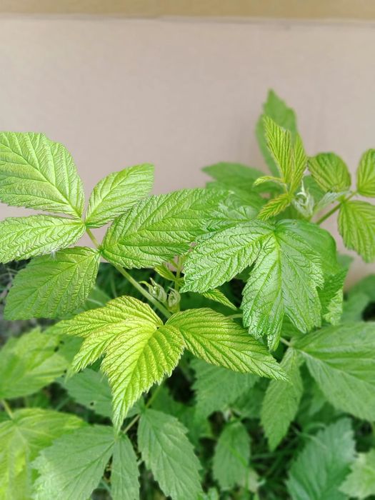 Sadzonki malin, malino truskawki, winogrono