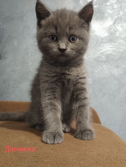 Британські кошенята