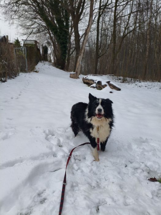 Niezwykły Border Collie - mądry, radosny i piękny puchaty Collie