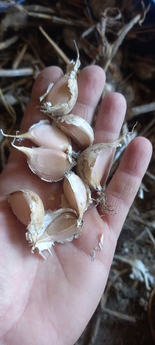 Czosnek zabki w kilogramach do sadzenia wiosna