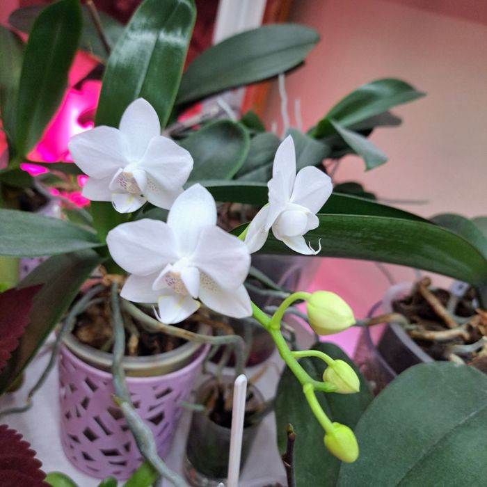 Домашні орхідеї сортові