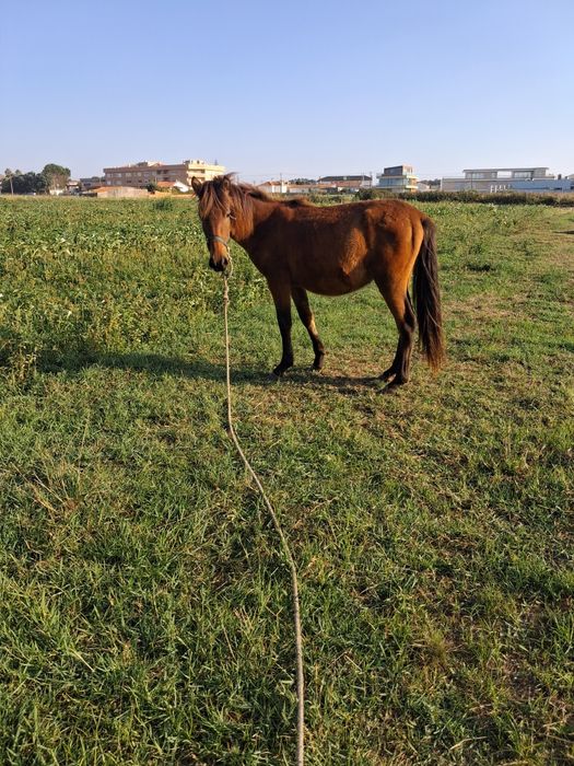 Cavalo médio porte