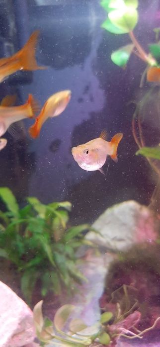 Gupiki rybki do akwarium