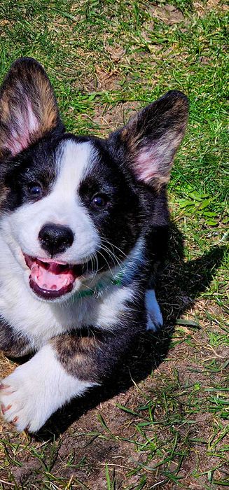 Chłopczyk welsh corgi cardigan