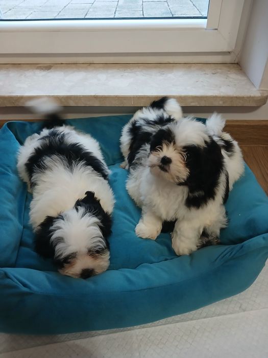 Szczeniak malshi aktualne