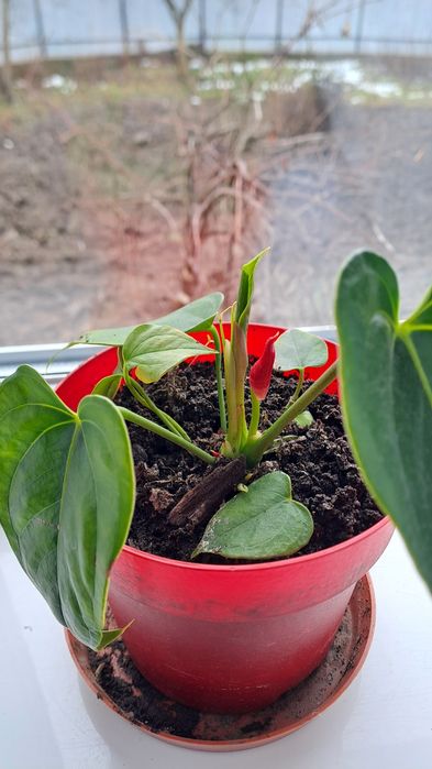 Вазон   Антуріум