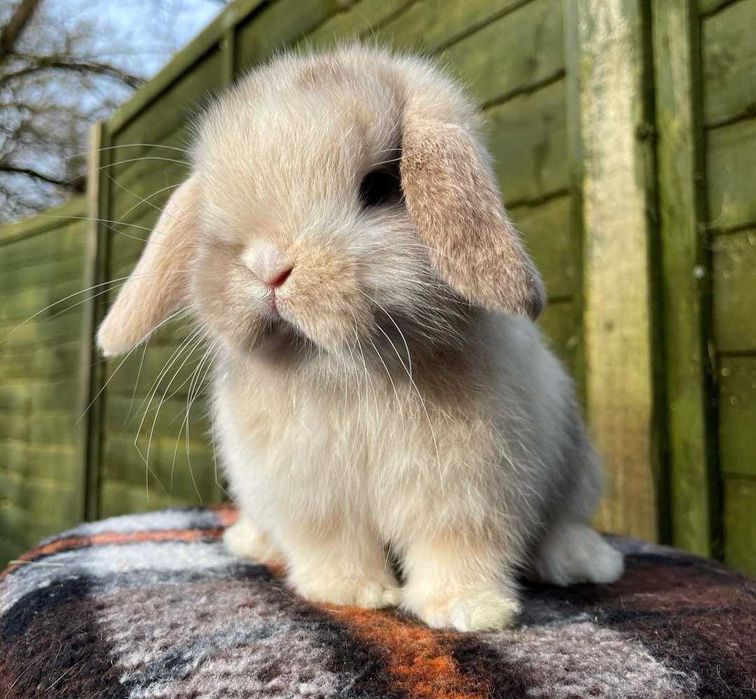 KIT Coelhos anões orelhudos(mini loop) super dóceis e inteligentes