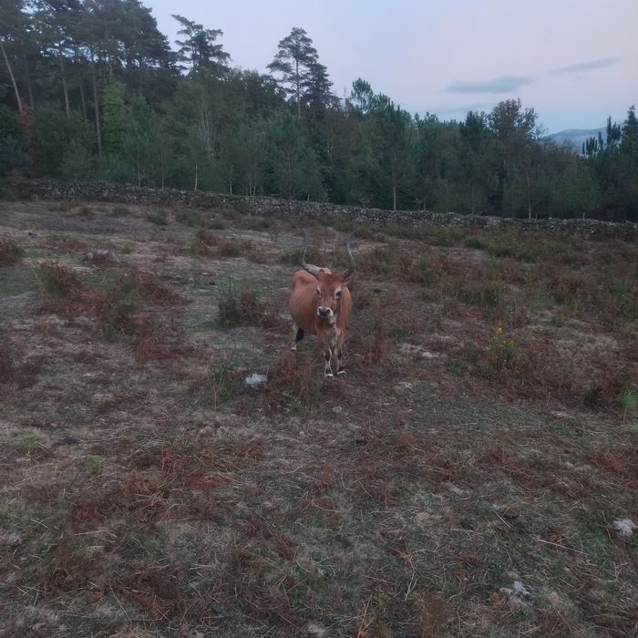 Vendo vacas cachenas