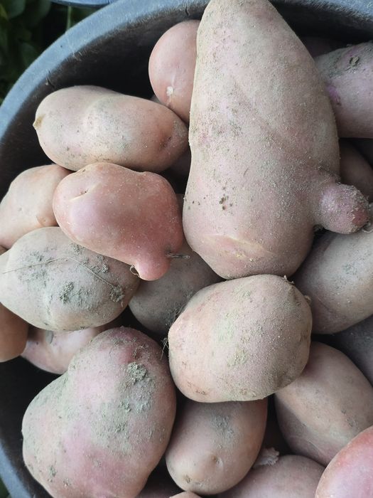 Batata nova smester sacos de 10 kg