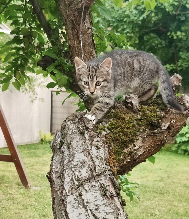 Кошенята віддам в добрі руки