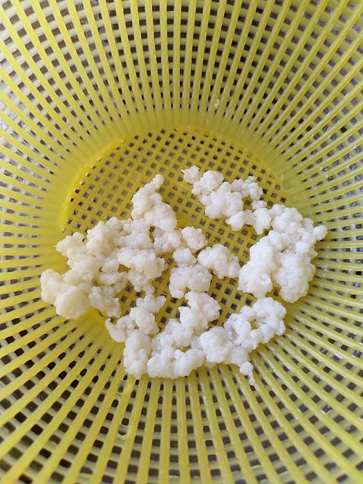 Тибетский молочный гриб для изготовления кефира