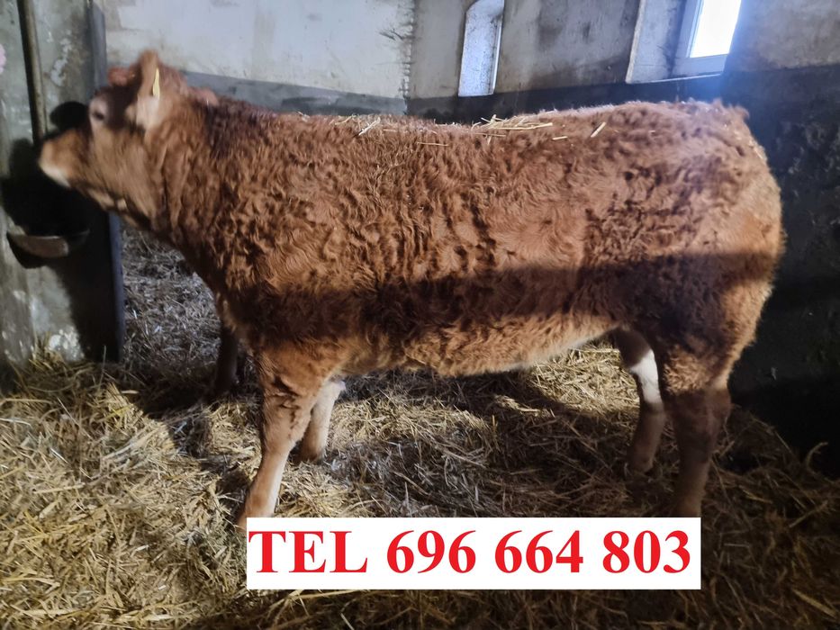 SPRZEDAM jałówki czystej rasy Limousine BEZROŻNE - po ojcu francuskim