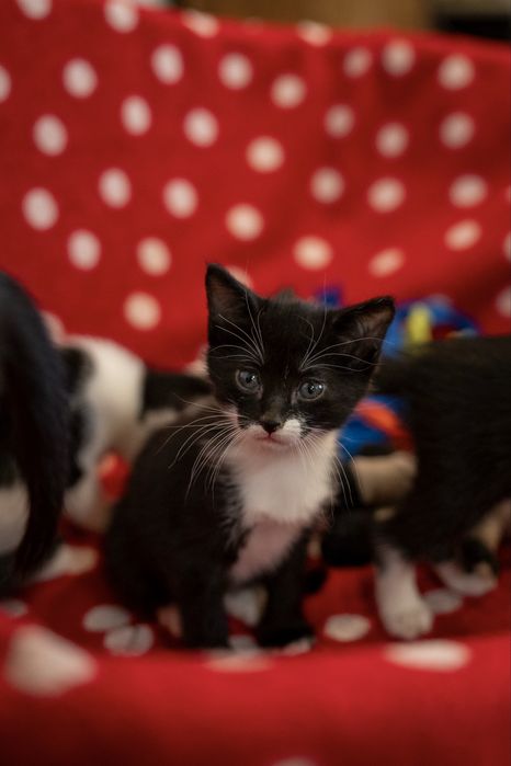 Cinco gatinhos procuram famílias