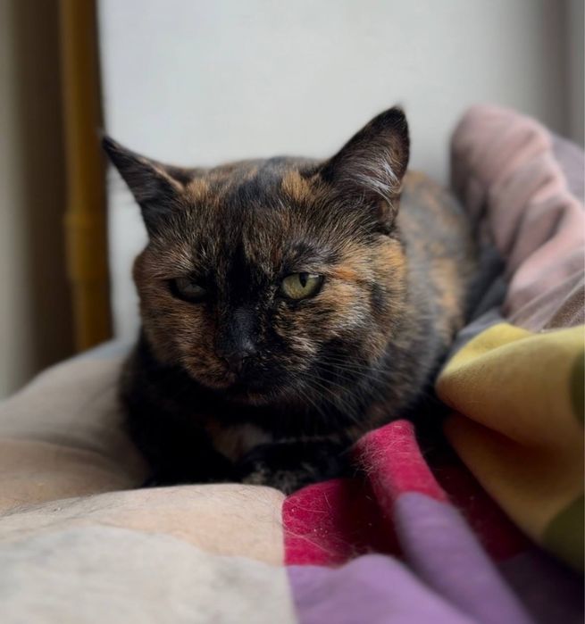 Кошка стерилизованная трехматсная в хорошие руки трьохкольорова киця