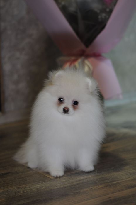 Крутезні ТОП ведмежата