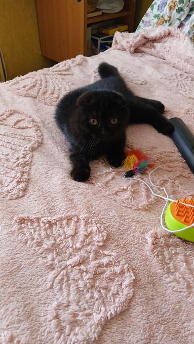 Котёнок скоттиш фолд